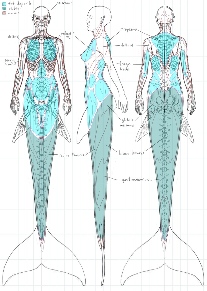 Illustration for article titled A Gorgeous Dissection of Mermaid Anatomy